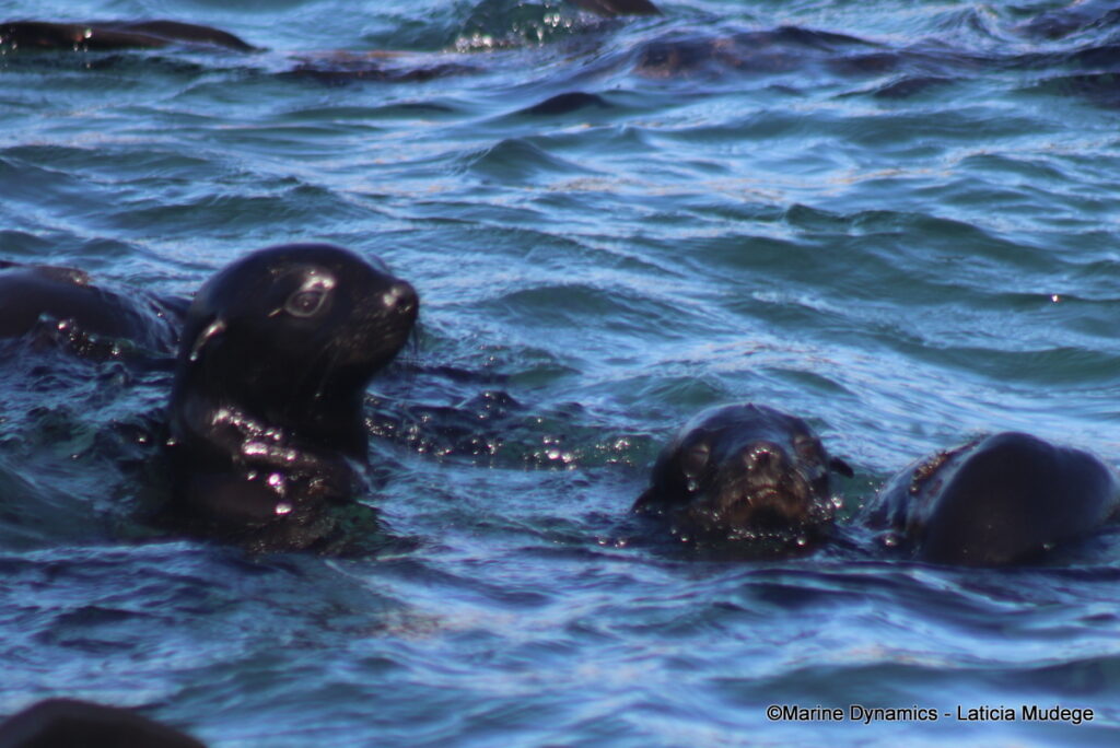 Shark cage diving, Gansbaai, South Afica