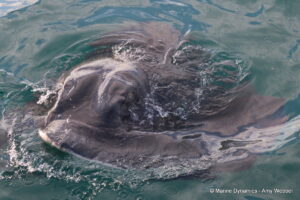 Shark cage diving, Gansbaai, South Africa
