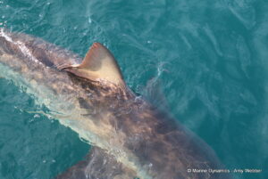Shark cage diving, Gansbaai, South Africa