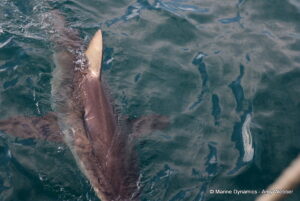 Shark cage diving, Gansbaai, South Africa