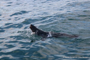 Shark cage diving, Gansbaai, South Africa