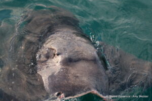 Shark cage diving, Gansbaai, South Africa