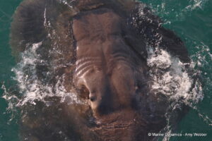 Shark cage diving, Gansbaai, South Africa