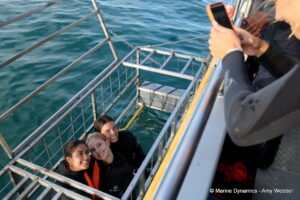 Shark cage diving, Gansbaai, South Africa