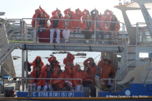 Shark cage diving, Gansbaai, South Africa