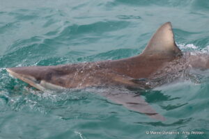 Shark cage diving, Gansbaai, South Africa
