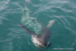 Shark cage diving, Gansbaai, South Africa