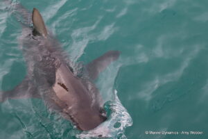 Shark cage diving, Gansbaai, South Africa