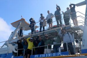 Shark cage diving, Gansbaai, South Africa