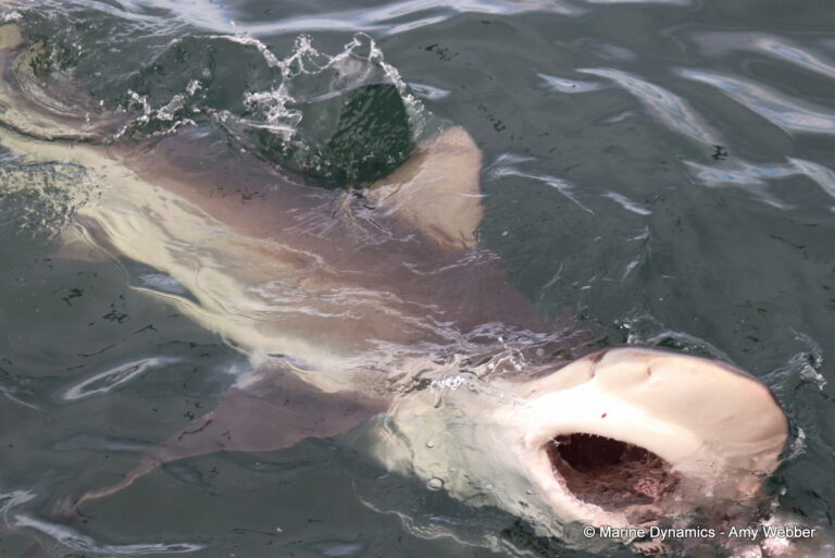 Shark cage diving, Ganbsaai, South Africa