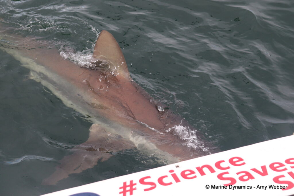 Shark cage diving, Ganbsaai, South Africa