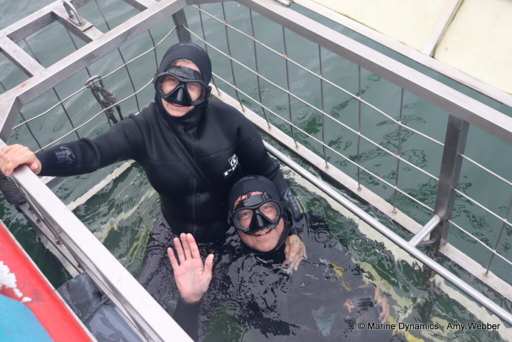 Shark cage diving, Ganbsaai, South Africa