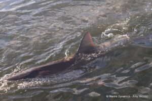 Shark cage diving, Gansbaai, South Africa
