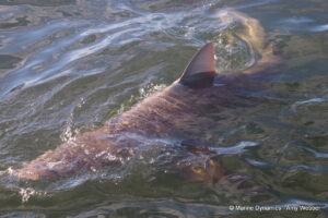 Shark cage diving, Gansbaai, South Africa