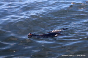 Shark cage diving, Gansbaai, South Africa