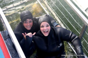 Shark cage diving, Gansbaai, South Africa