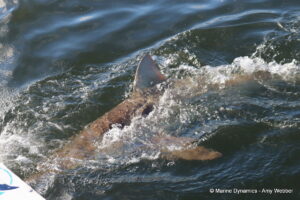 Shark cage diving, Gansbaai, South Africa