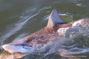 Shark cage diving, Gansbaai, South Africa