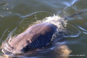 Shark cage diving, Gansbaai, South Africa