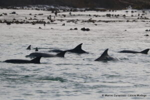 Shark cage diving, Gansbaai, South Africa