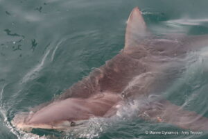 Shark cage diving, Gansbaai, South Africa