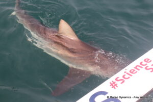 Shark cage diving, Gansbaai, South Africa