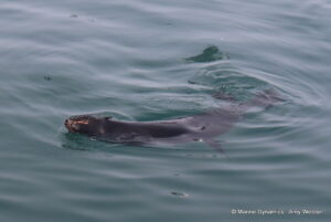 Shark cage diving, Gansbaai, South Africa