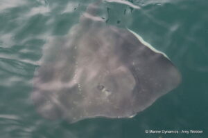 Shark cage diving, Gansbaai, South Africa