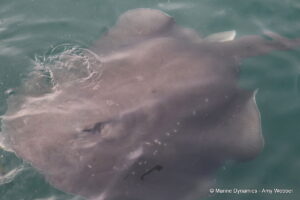 Shark cage diving, Gansbaai, South Africa
