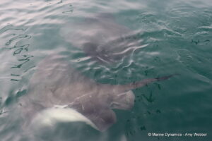 Shark cage diving, Gansbaai, South Africa