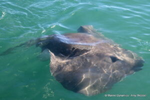 Shark cage diving, gansbaai, South Africa