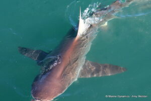 Shark cage diving, gansbaai, South Africa