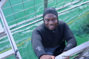Shark cage diving, gansbaai, South Africa