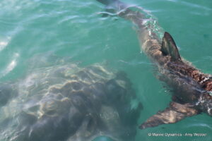 Shark cage diving, gansbaai, South Africa