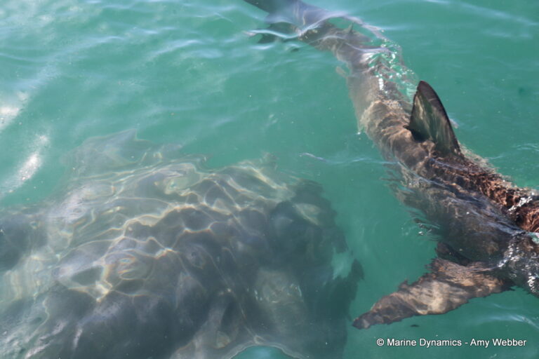Shark cage diving, gansbaai, South Africa