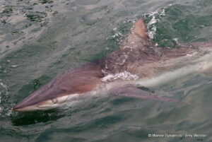 Shark cage diving, Gansbaai, South Africa