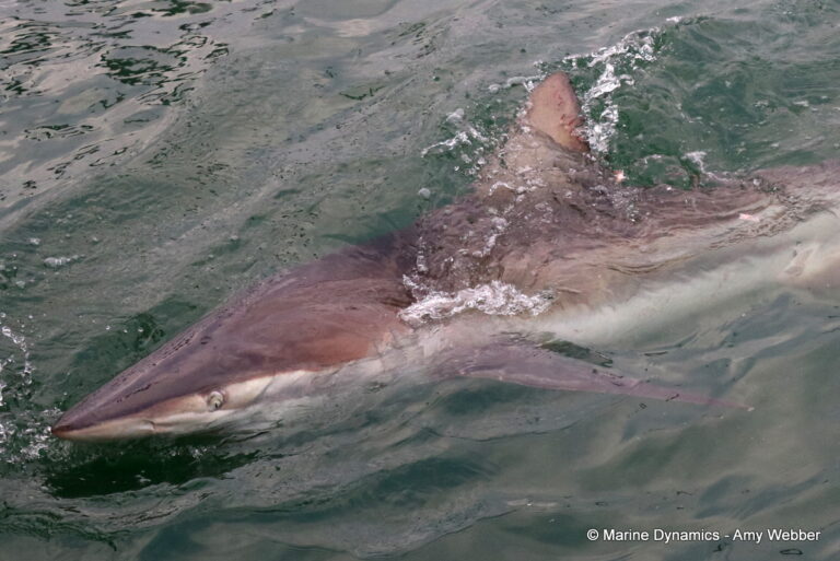 Shark cage diving, Gansbaai, South Africa