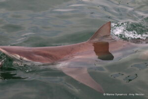 Shark cage diving, Gansbaai, South Africa