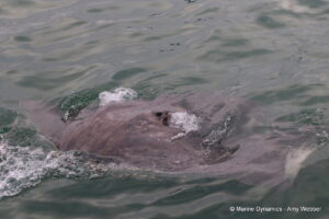 Shark cage diving, Gansbaai, South Africa