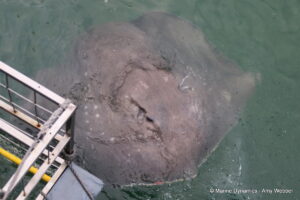Shark cage diving, Gansbaai, South Africa