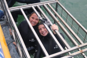 Shark cage diving, Gansbaai, South Africa