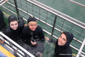Shark cage diving, Gansbaai, South Africa