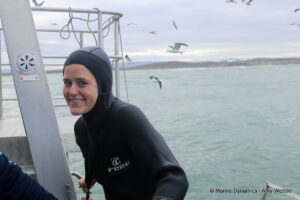 Shark cage diving, Gansbaai, South Africa