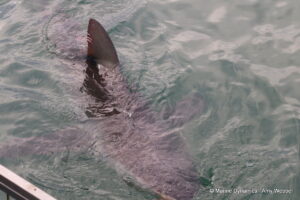 Shark cage diving, Gansbaai, South Africa
