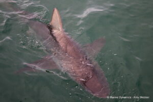 Shark cage diving, Gansbaai, South Africa