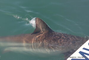 Shark cage diving, Gansbaai, South Africa
