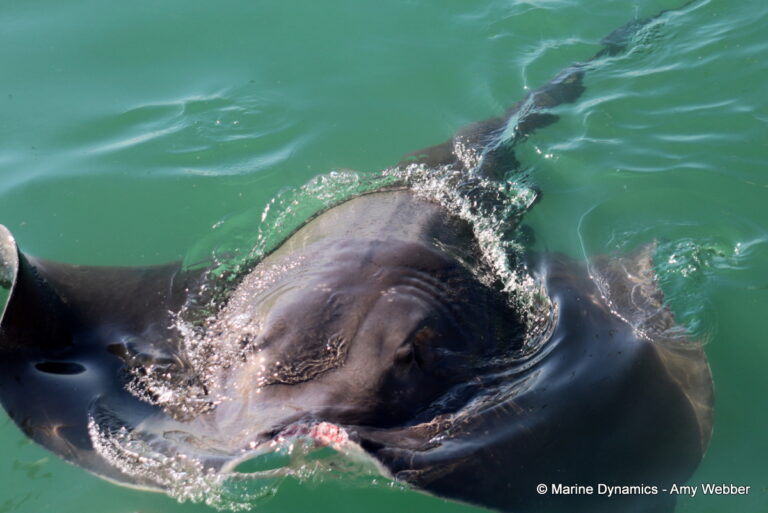 Shark cage diving, Gansbaai, South Africa