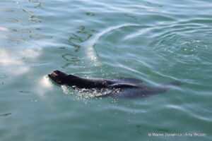 Shark cage diving, Gansbaai, South Africa
