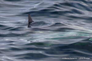 Shark cage diving, Gansbaai, South Africa