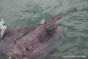 Shark cage diving, Gansbaai, South Africa